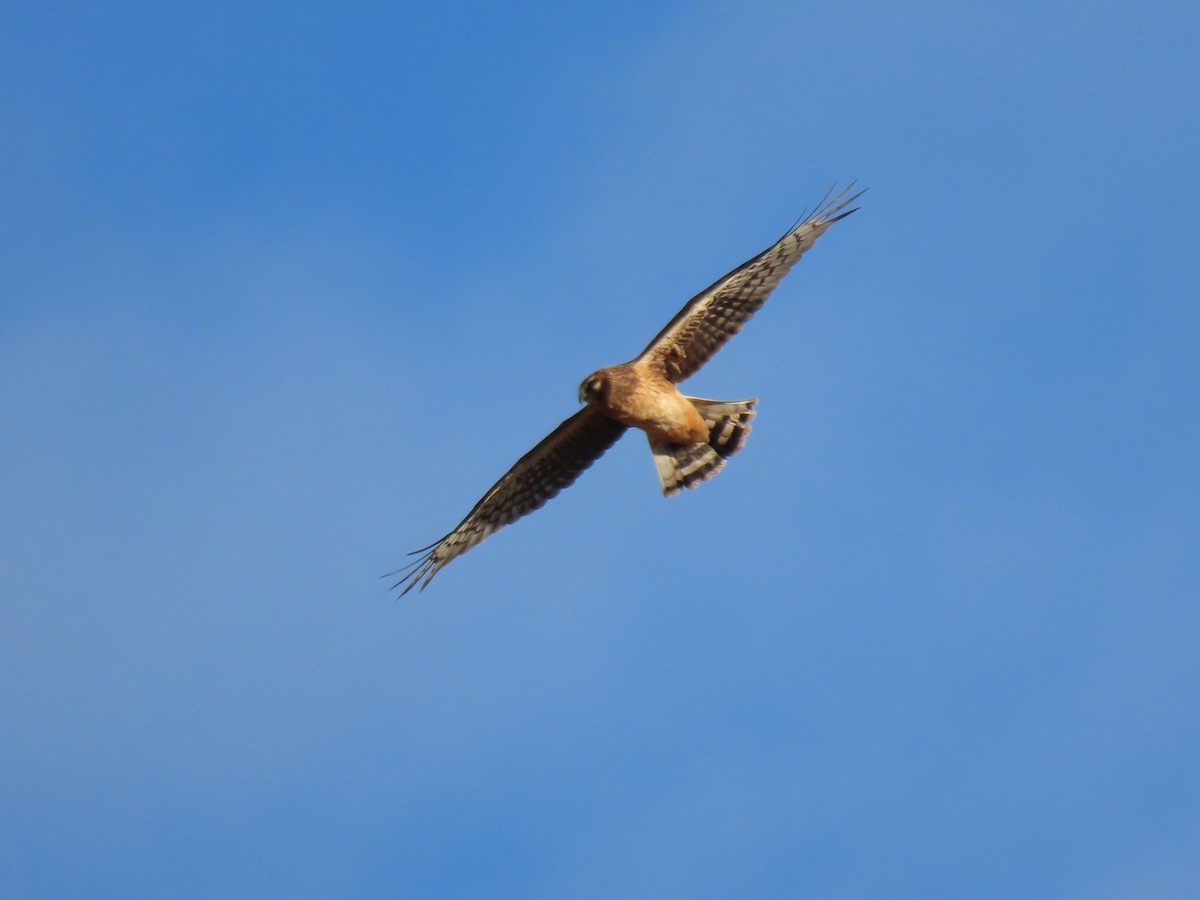 Northern Harrier - ML645908382