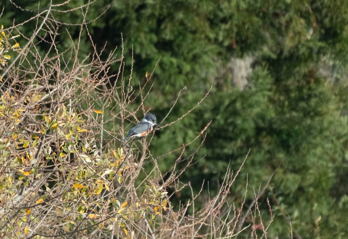 Belted Kingfisher - ML645908384