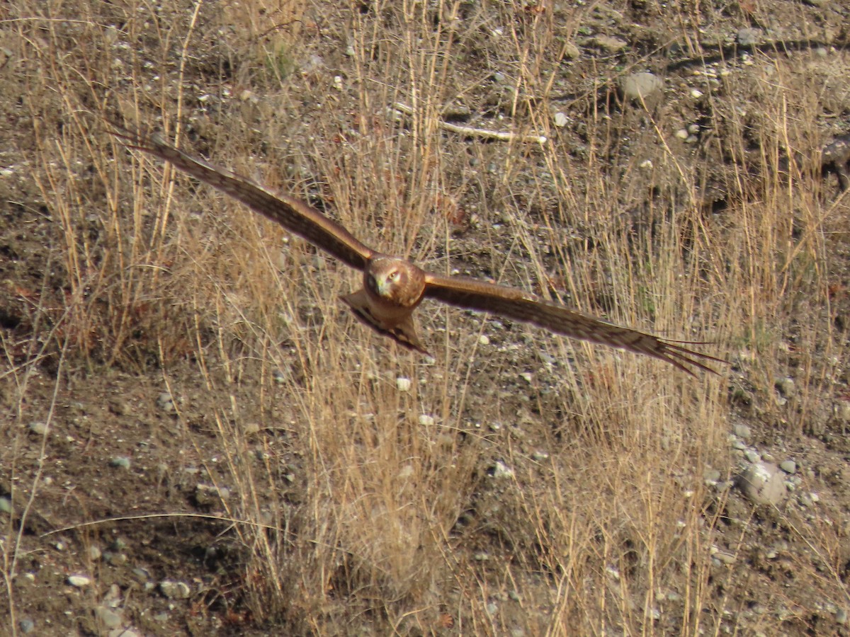 Northern Harrier - ML645908385
