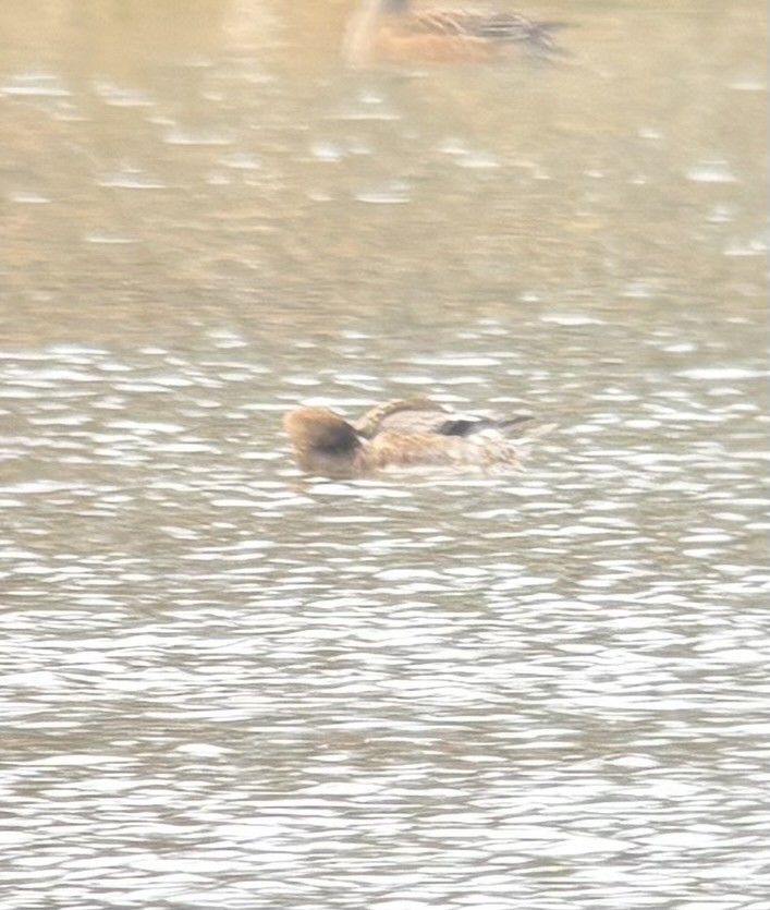Eurasian Wigeon - ML645908386