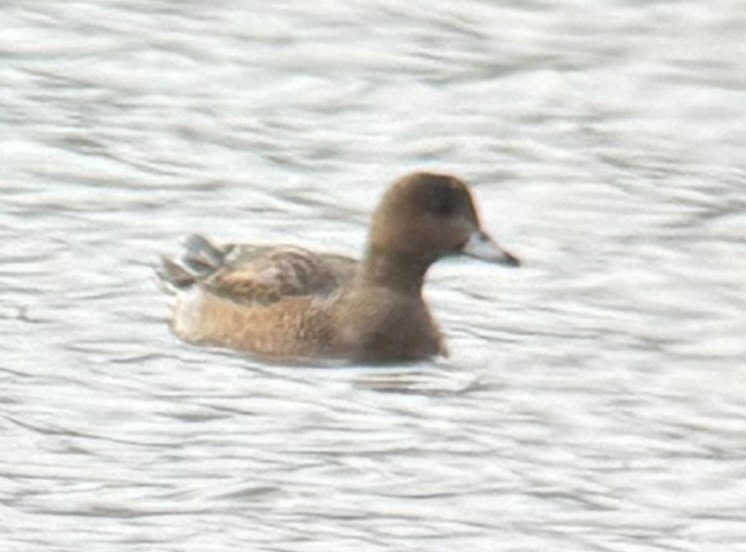 Eurasian Wigeon - ML645908387