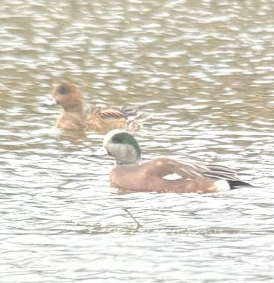 Eurasian Wigeon - ML645908388