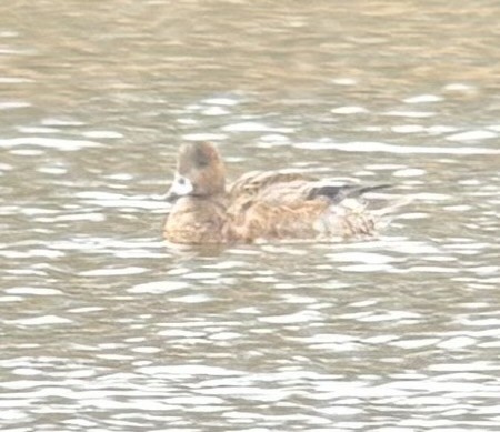 Eurasian Wigeon - ML645908389