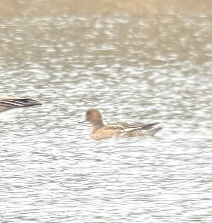 Eurasian Wigeon - ML645908390
