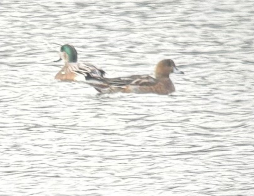 Eurasian Wigeon - ML645908391