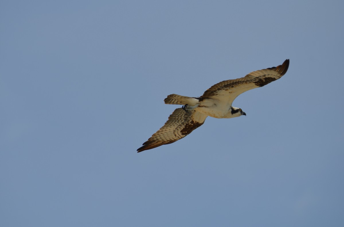 Osprey - ML645908392