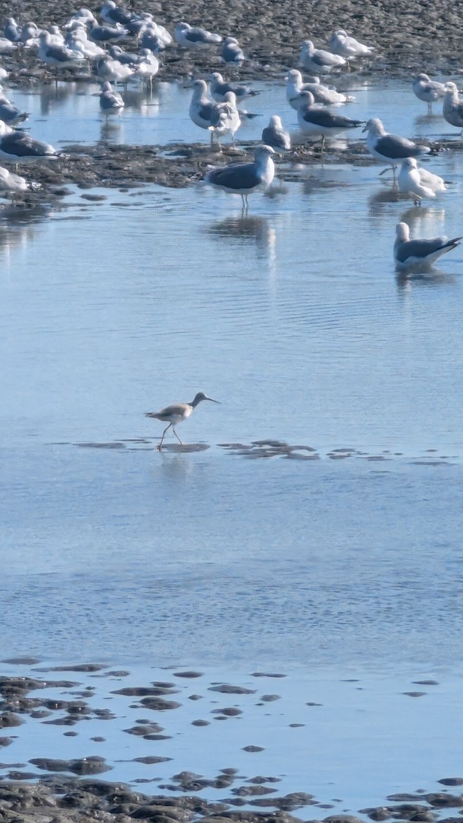 Greater Yellowlegs - ML645908393