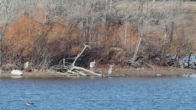 Cackling Goose - ML645908394