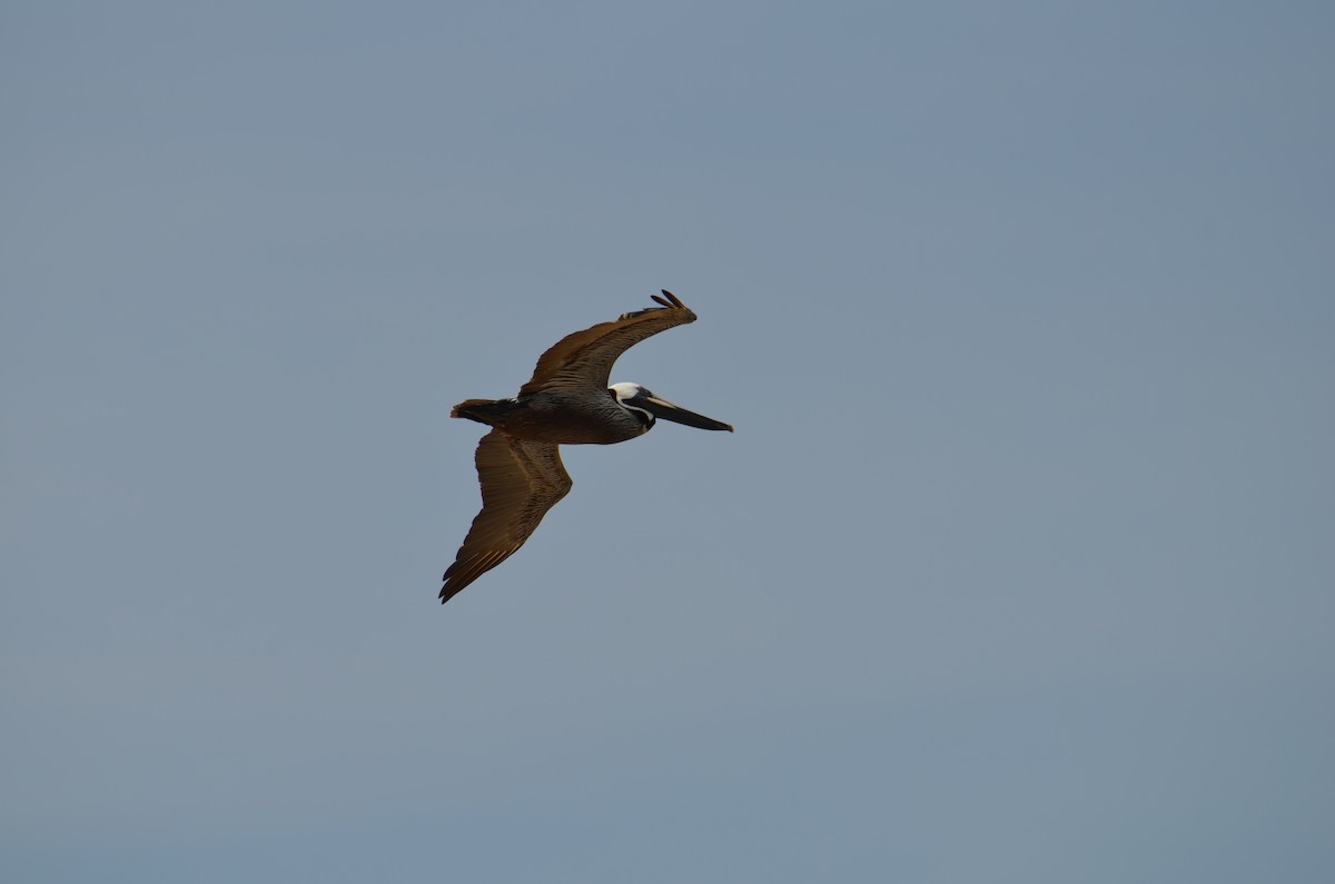 Brown Pelican - ML645908395