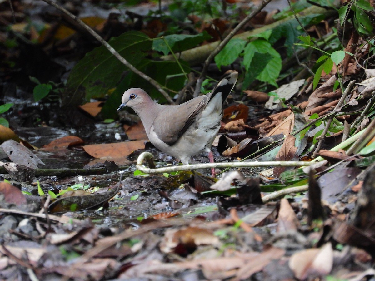White-tipped Dove - ML645908396