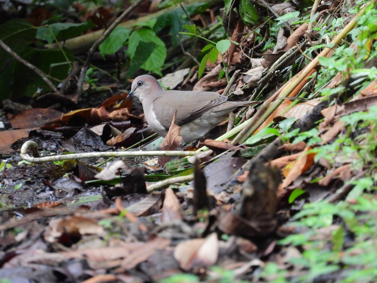 White-tipped Dove - ML645908397