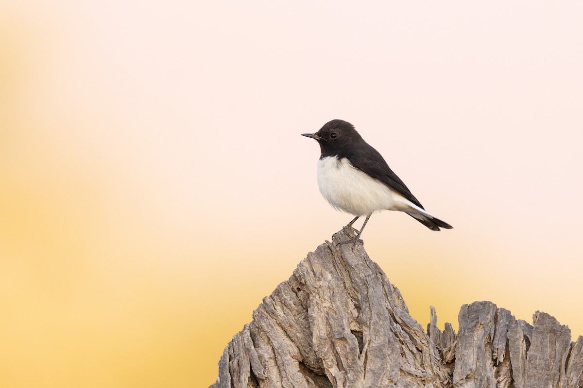 Variable Wheatear - ML645908398
