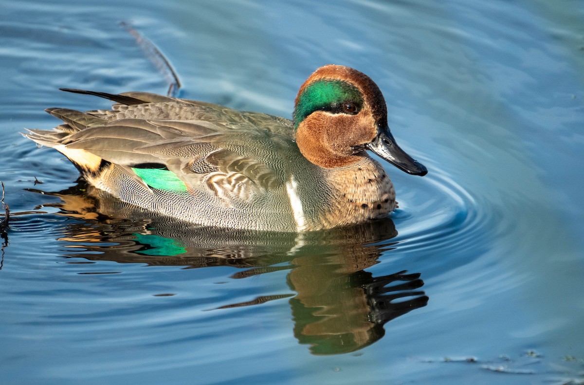 Green-winged Teal - ML645908399