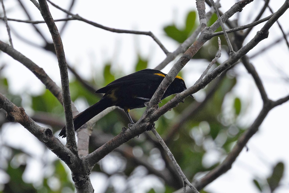 Epaulet Oriole (Moriche) - ML645908404