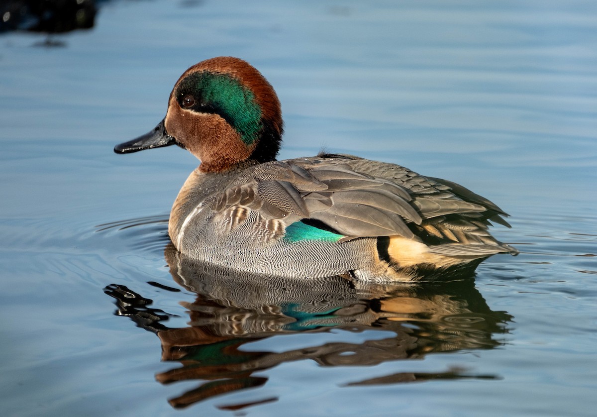 Green-winged Teal - ML645908405