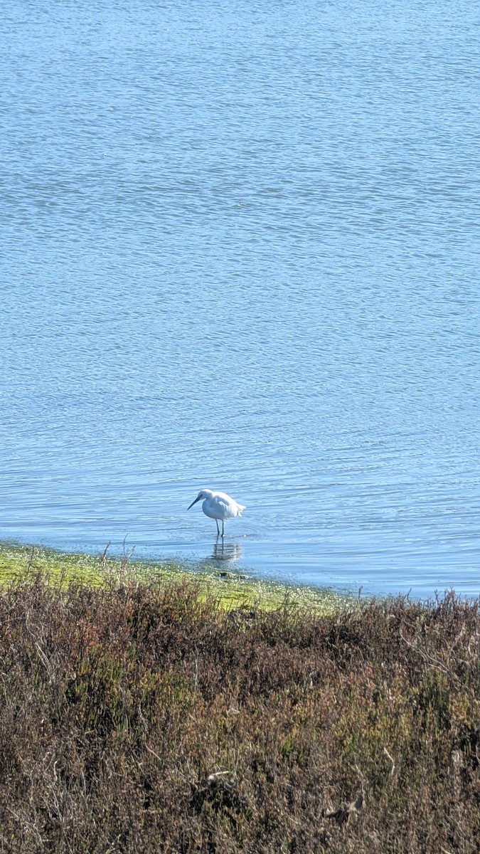 Snowy Egret - ML645908406