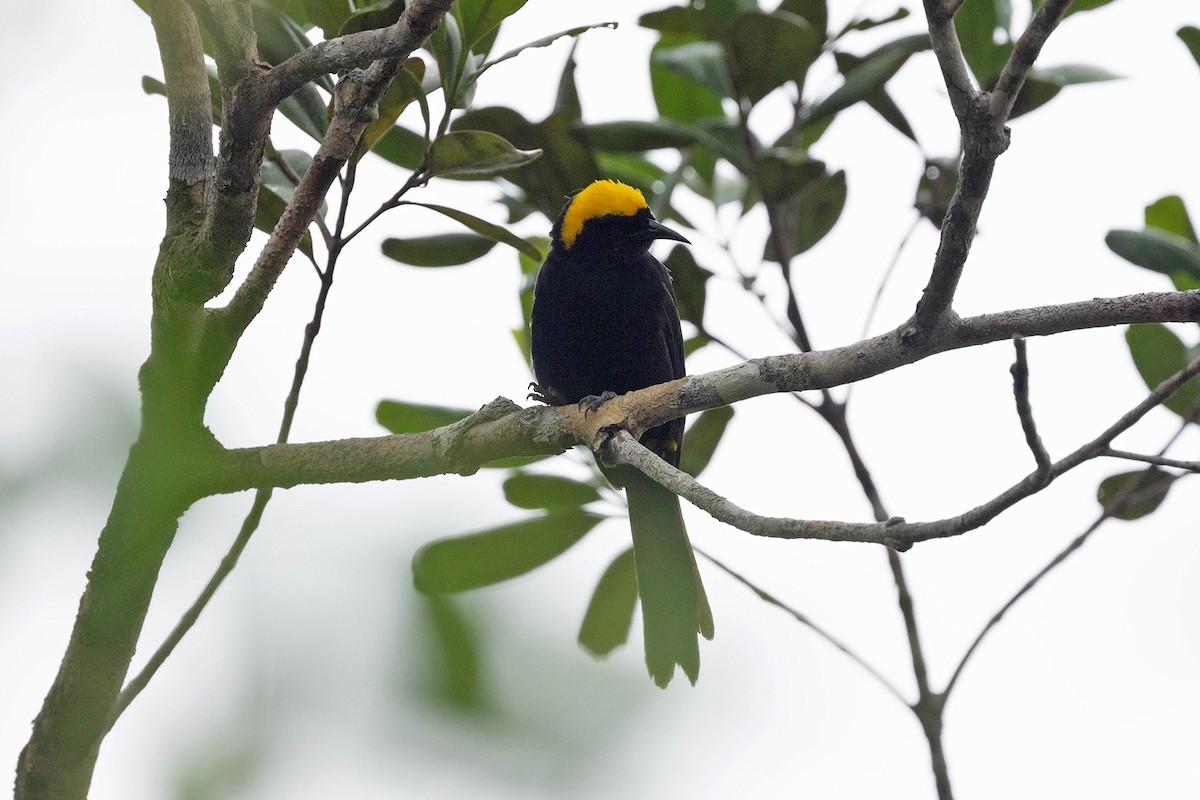 Epaulet Oriole (Moriche) - ML645908407