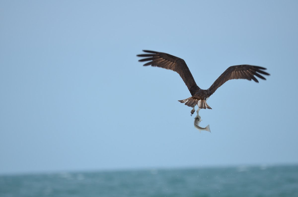 Osprey - ML645908409