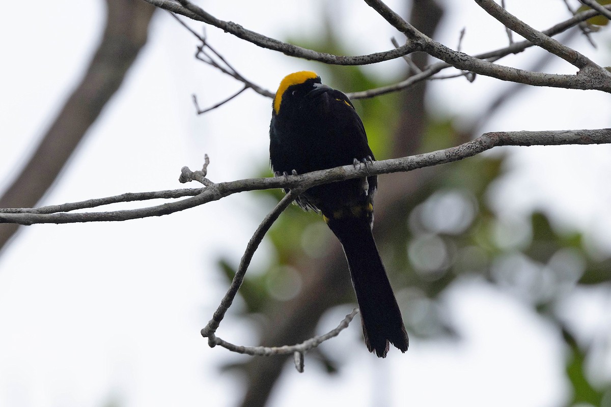 Epaulet Oriole (Moriche) - ML645908413