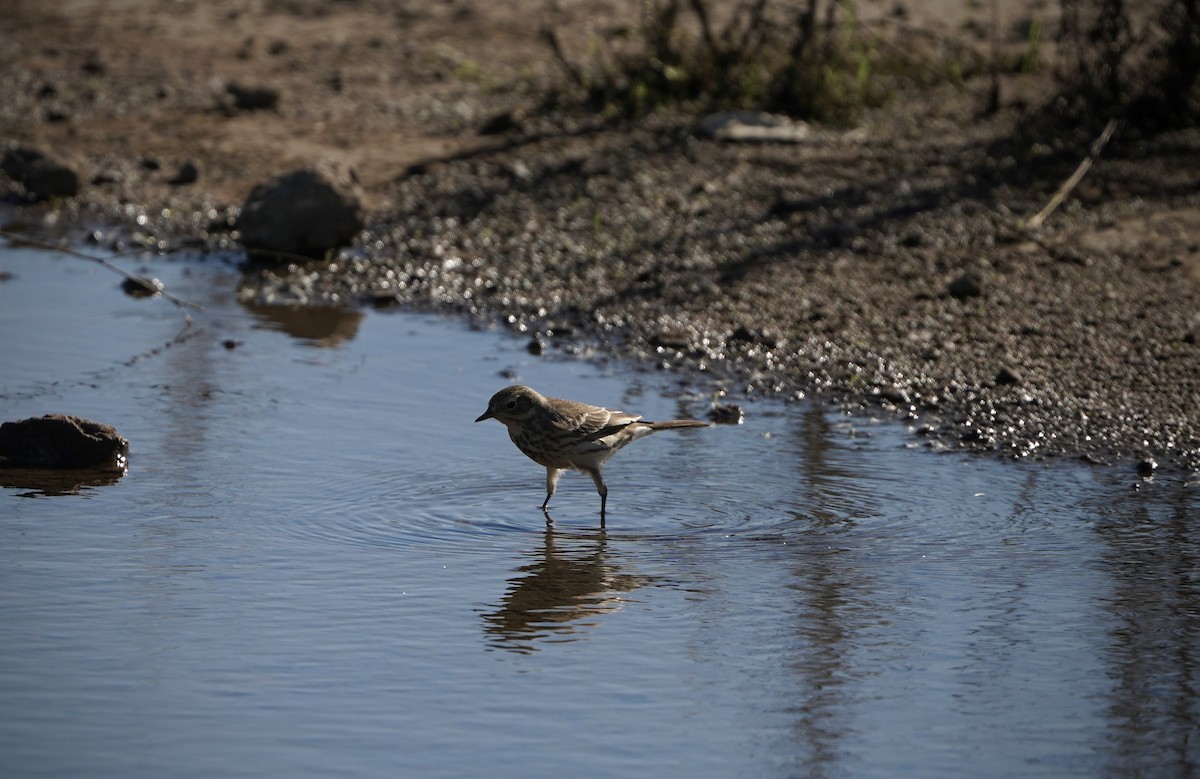 American Pipit - ML645908414