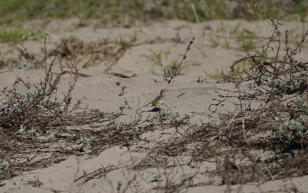 American Pipit - ML645908415