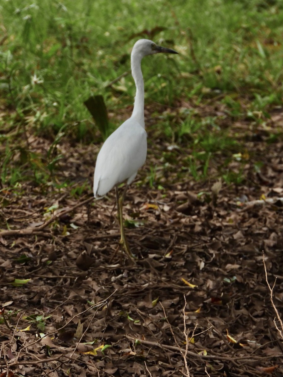Little Blue Heron - ML645908418