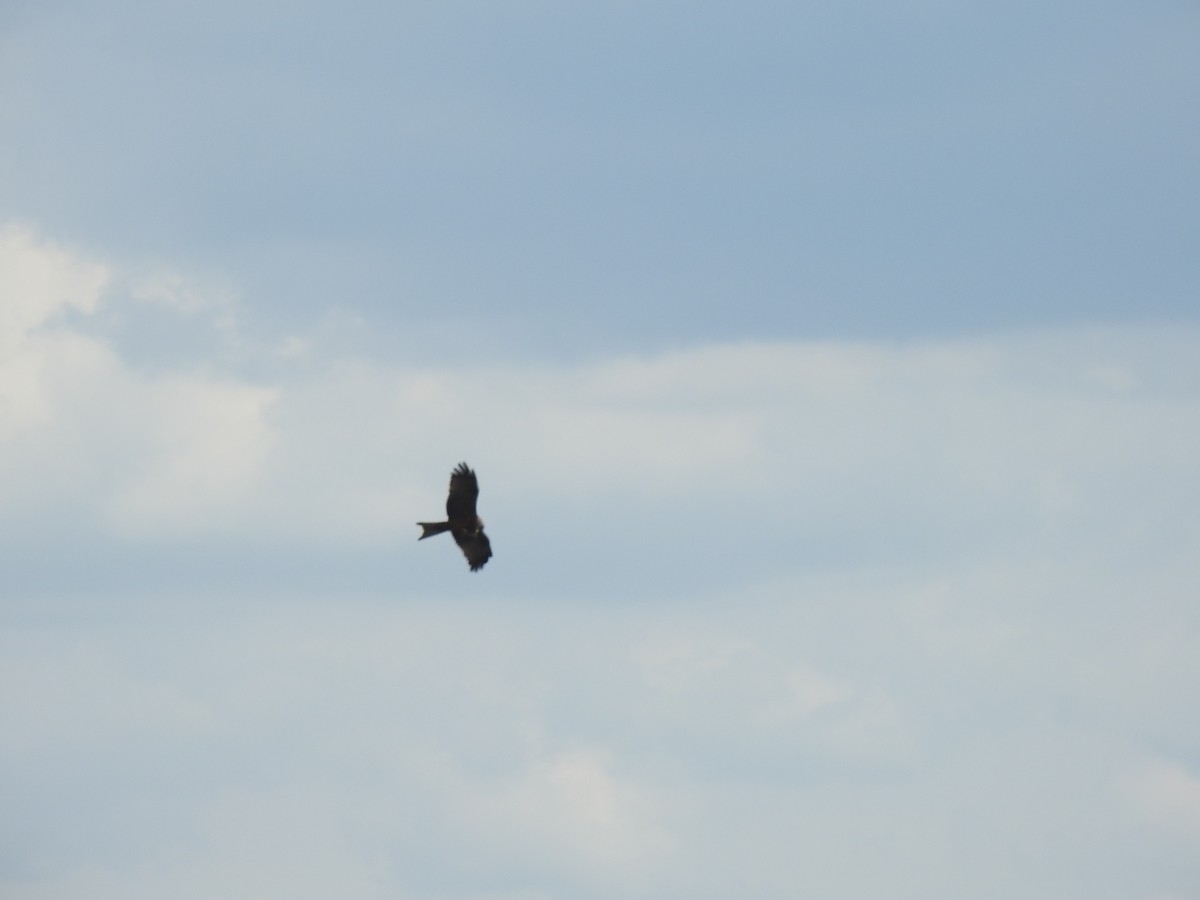 Black Kite - ML645908421