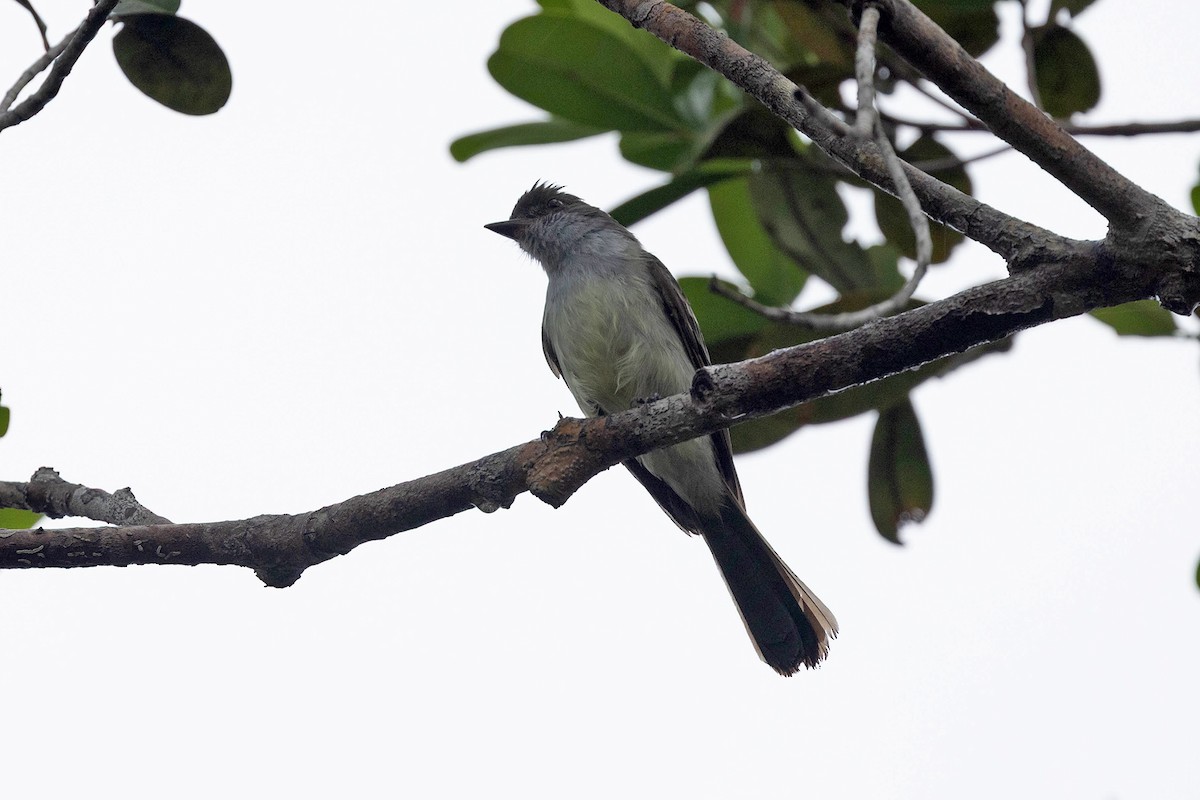 Swainson's Flycatcher - ML645908422