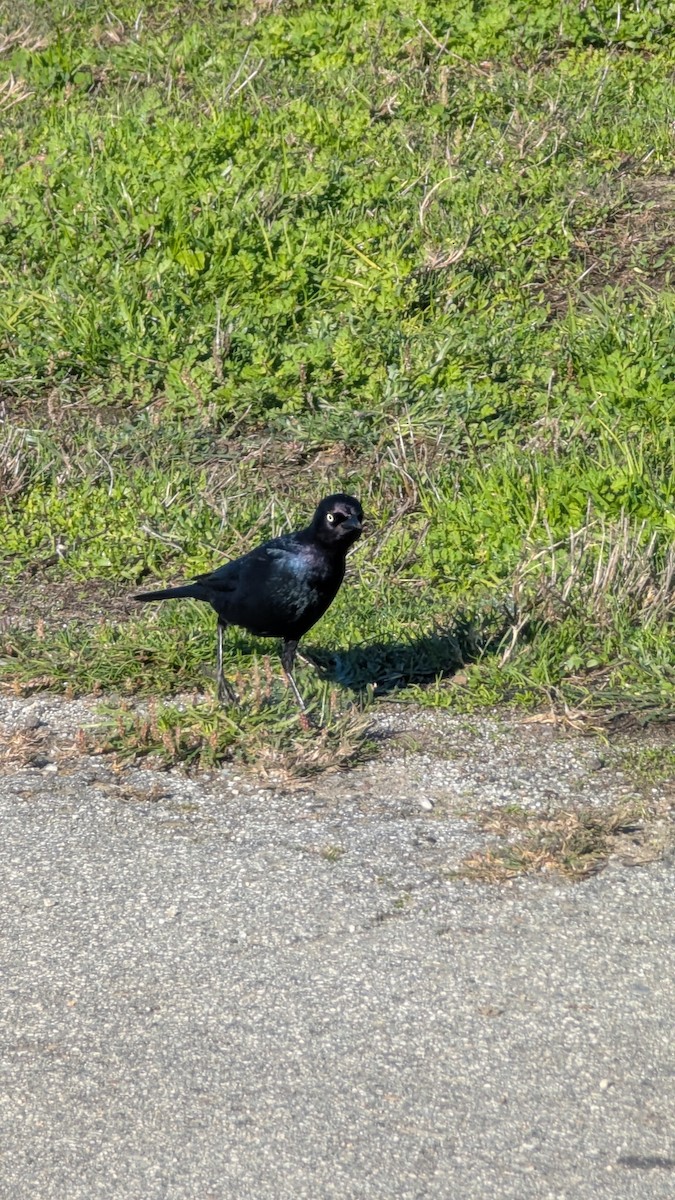 Трупіалець пурпуровий - ML645908426