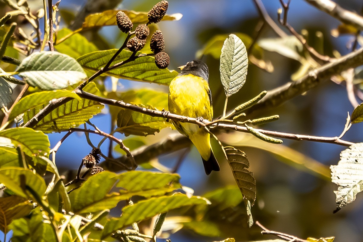 Yellow-bellied Siskin - ML645908435