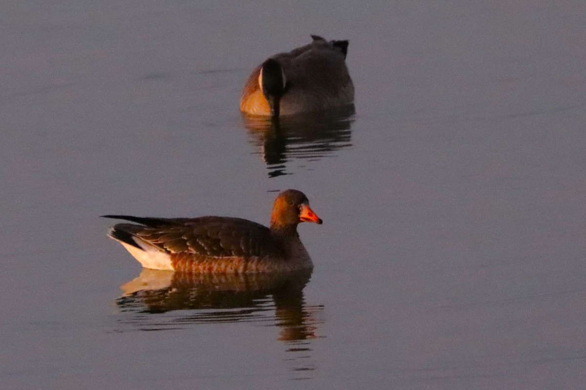 אווז לבן-מצח - ML645908454
