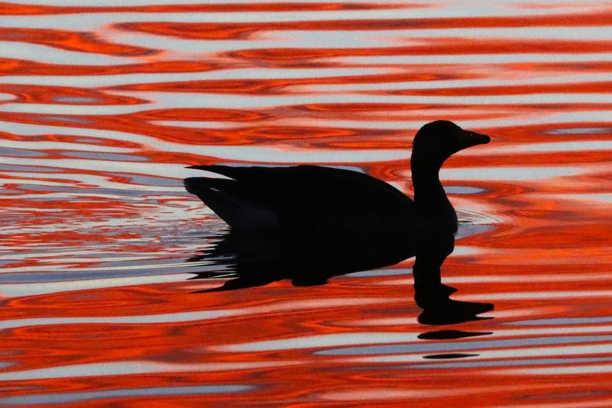 אווז לבן-מצח - ML645908466