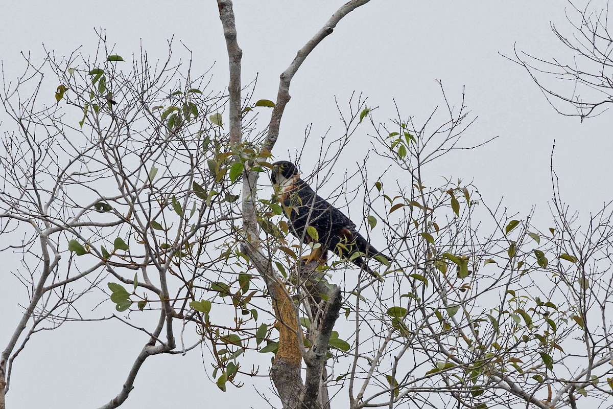 Orange-breasted Falcon - ML645908468