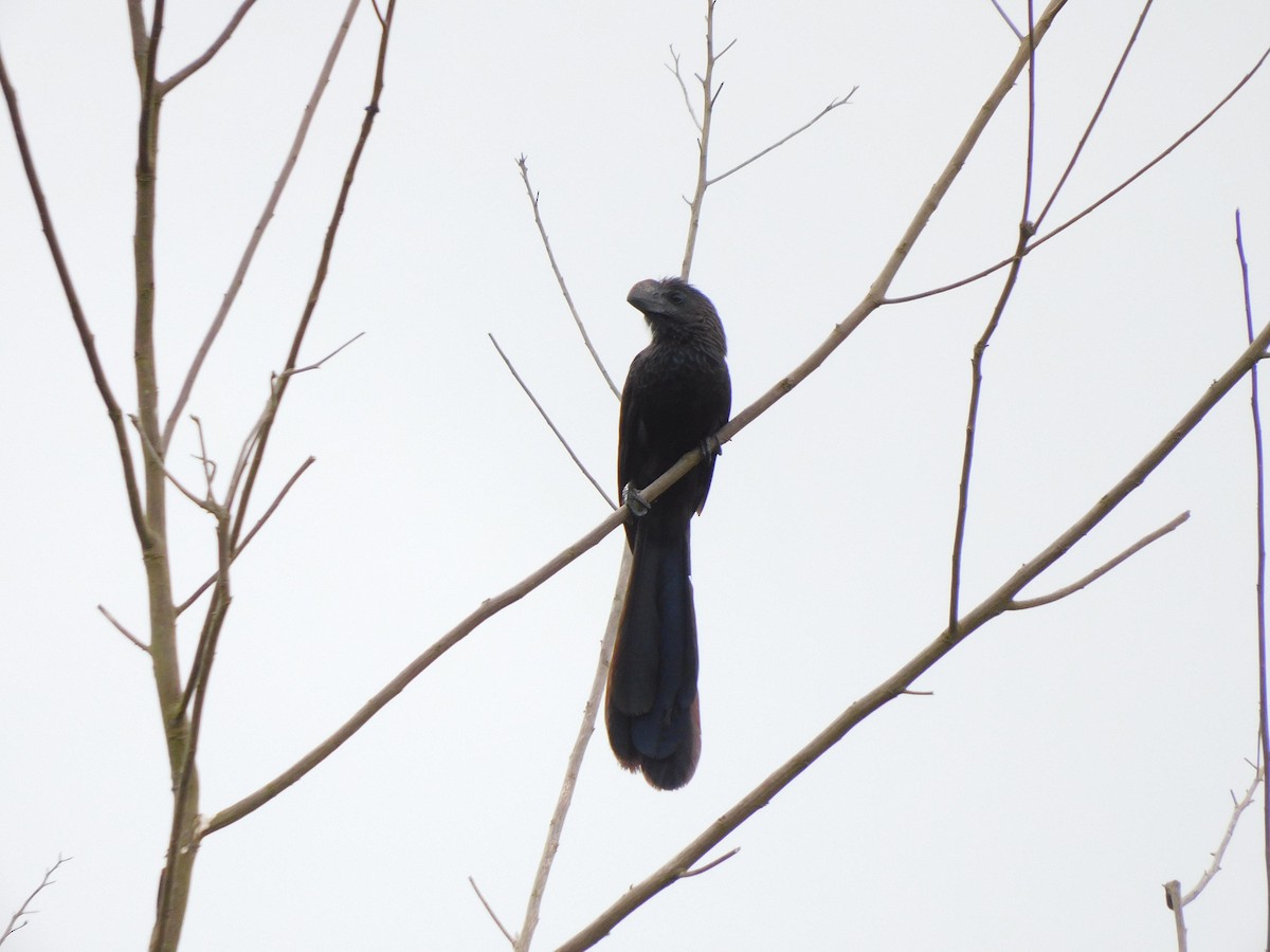 Ані товстодзьобий - ML645908477