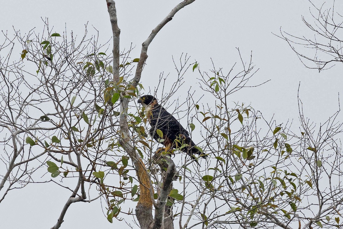 Orange-breasted Falcon - ML645908481