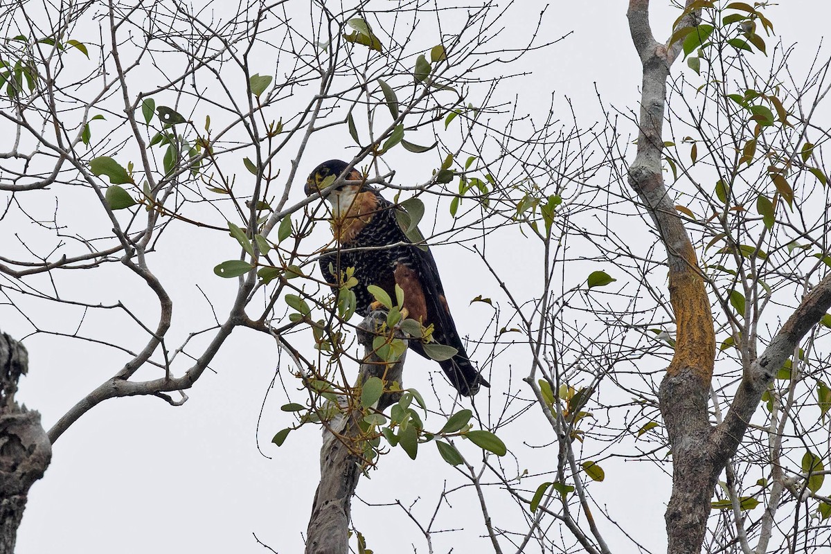 Orange-breasted Falcon - ML645908483