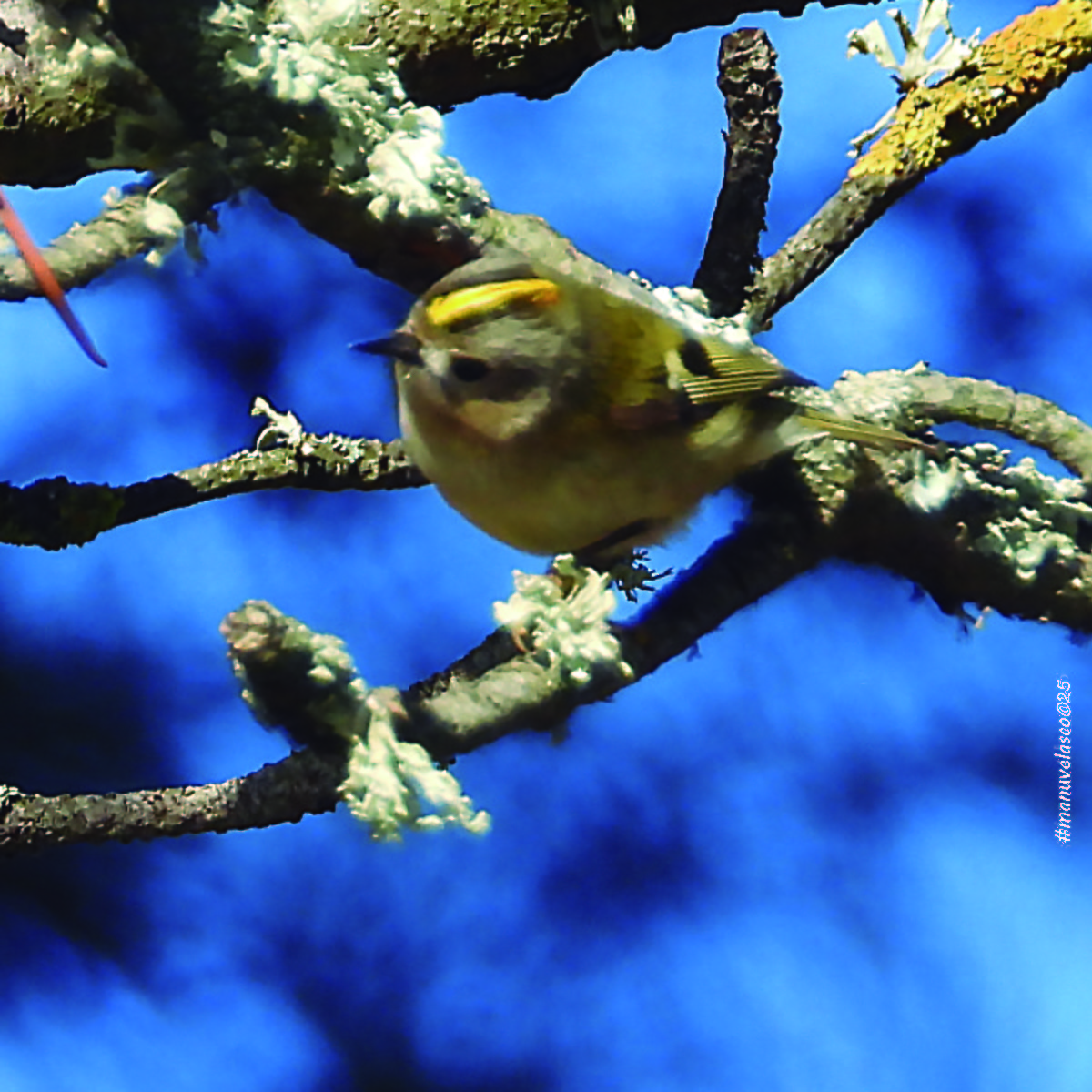 Шар мэлзэн задуулай - ML645908485