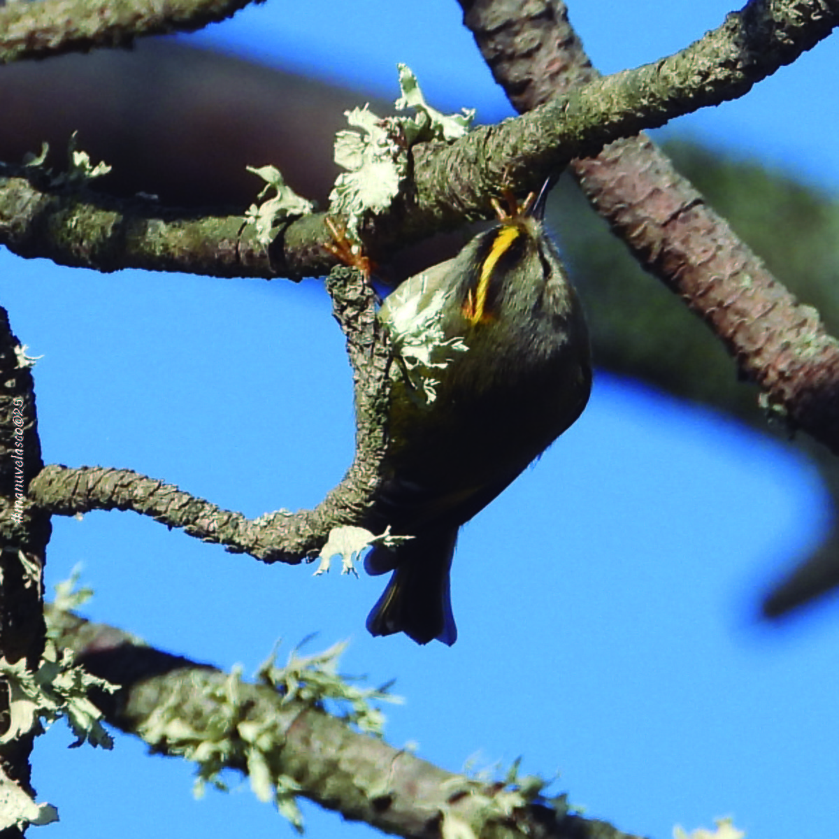 Шар мэлзэн задуулай - ML645908487