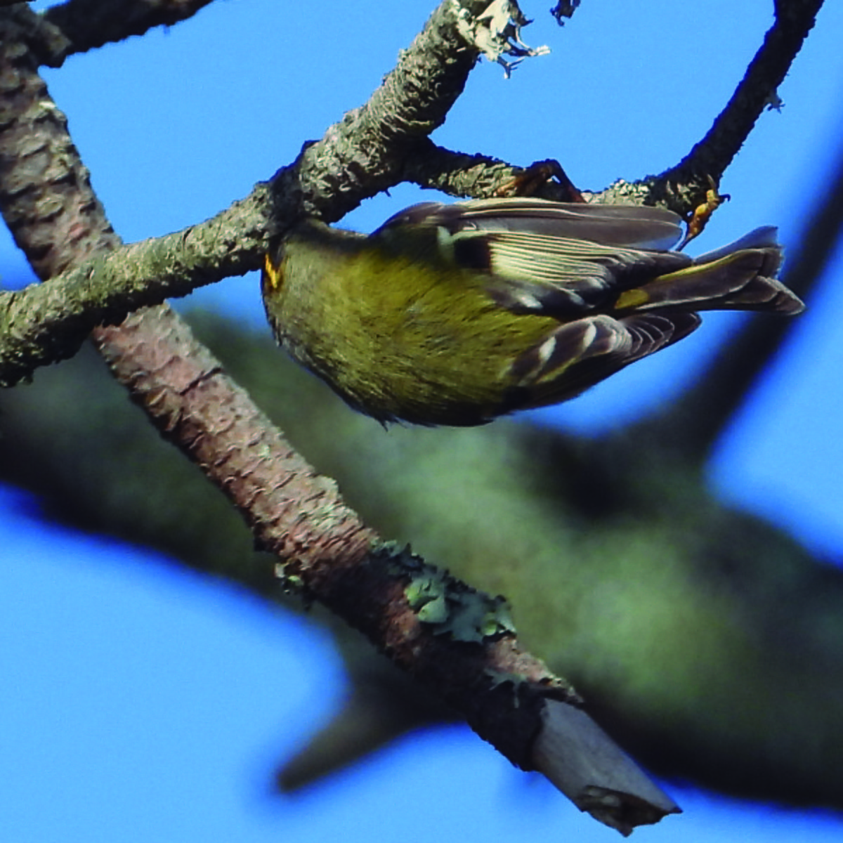 Шар мэлзэн задуулай - ML645908488