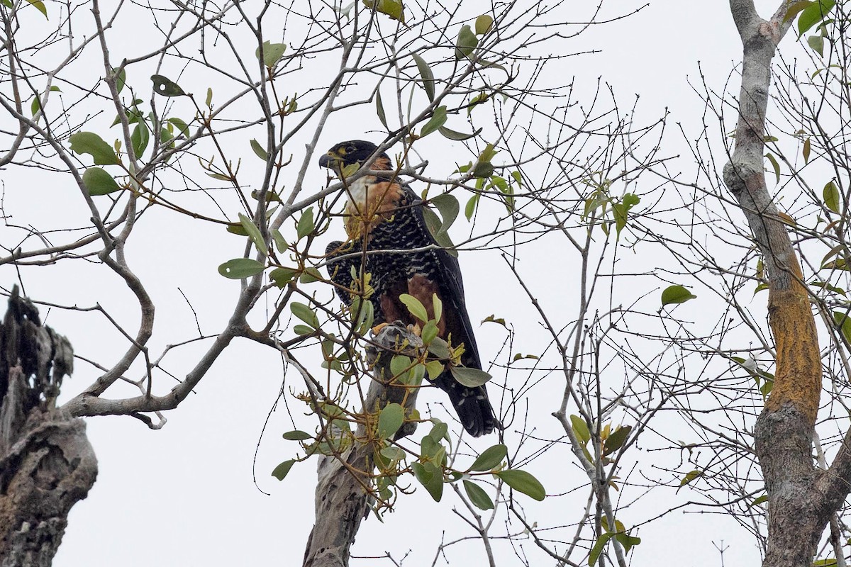 Orange-breasted Falcon - ML645908490
