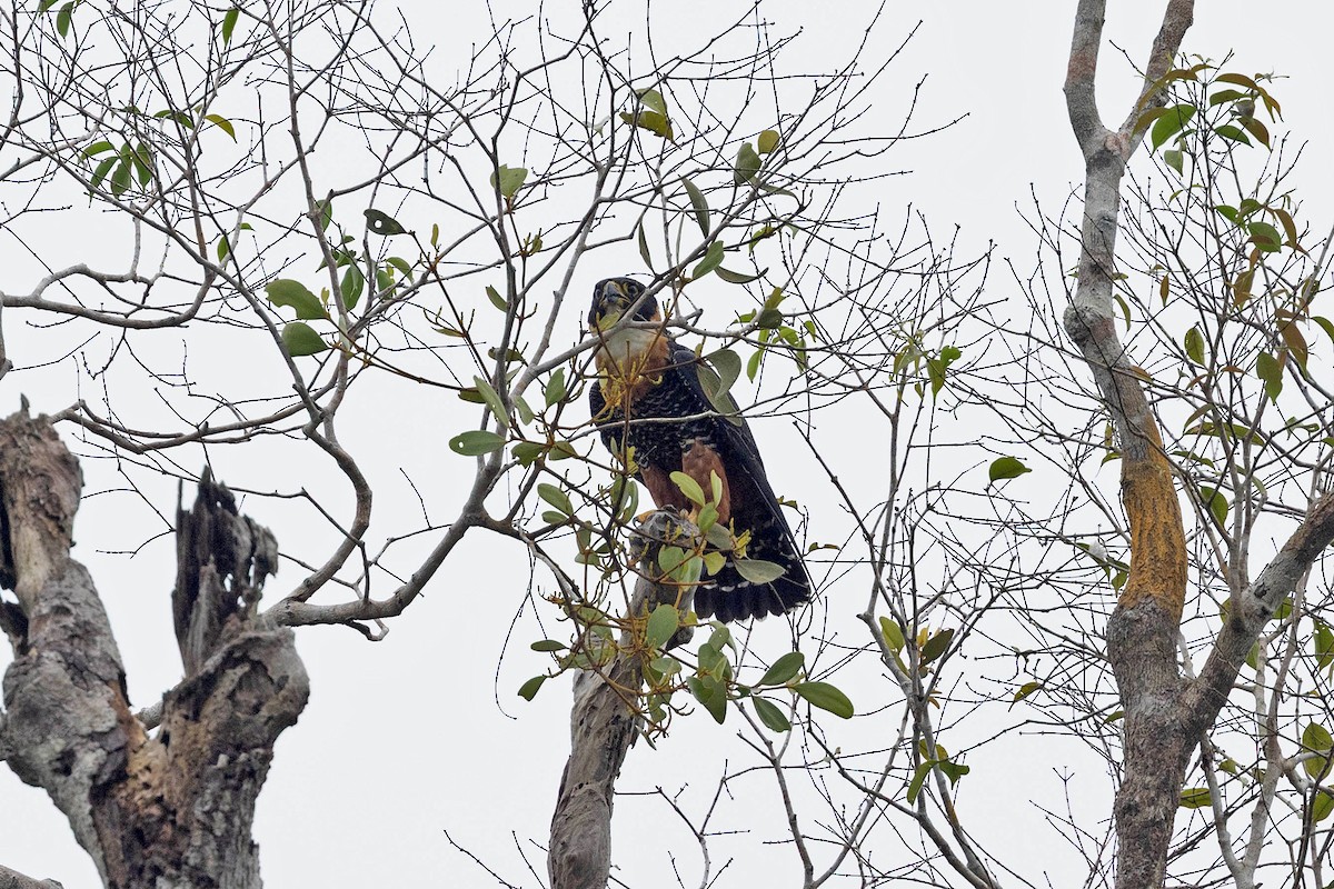 Orange-breasted Falcon - ML645908493