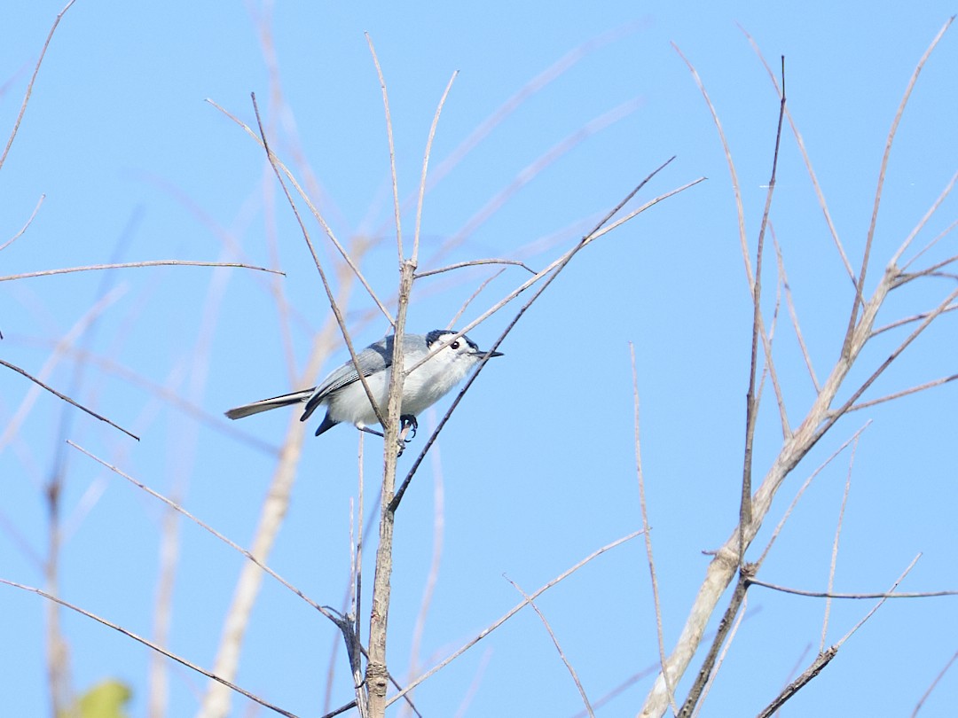 White-browed Gnatcatcher - ML645908498