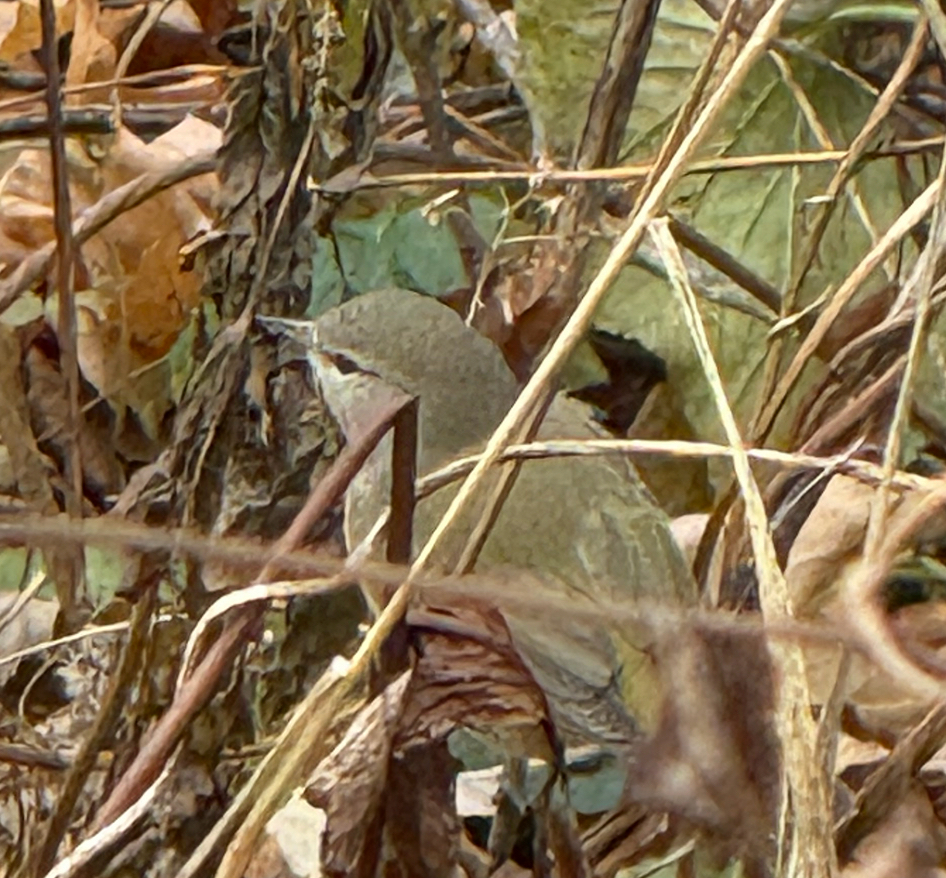 Orange-crowned Warbler - ML645908502