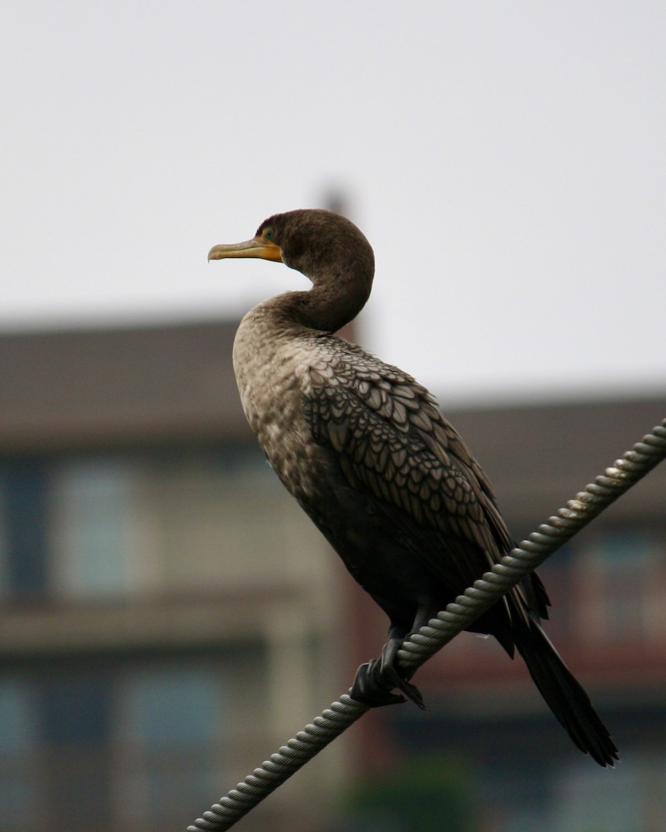 Double-crested Cormorant - ML645908503