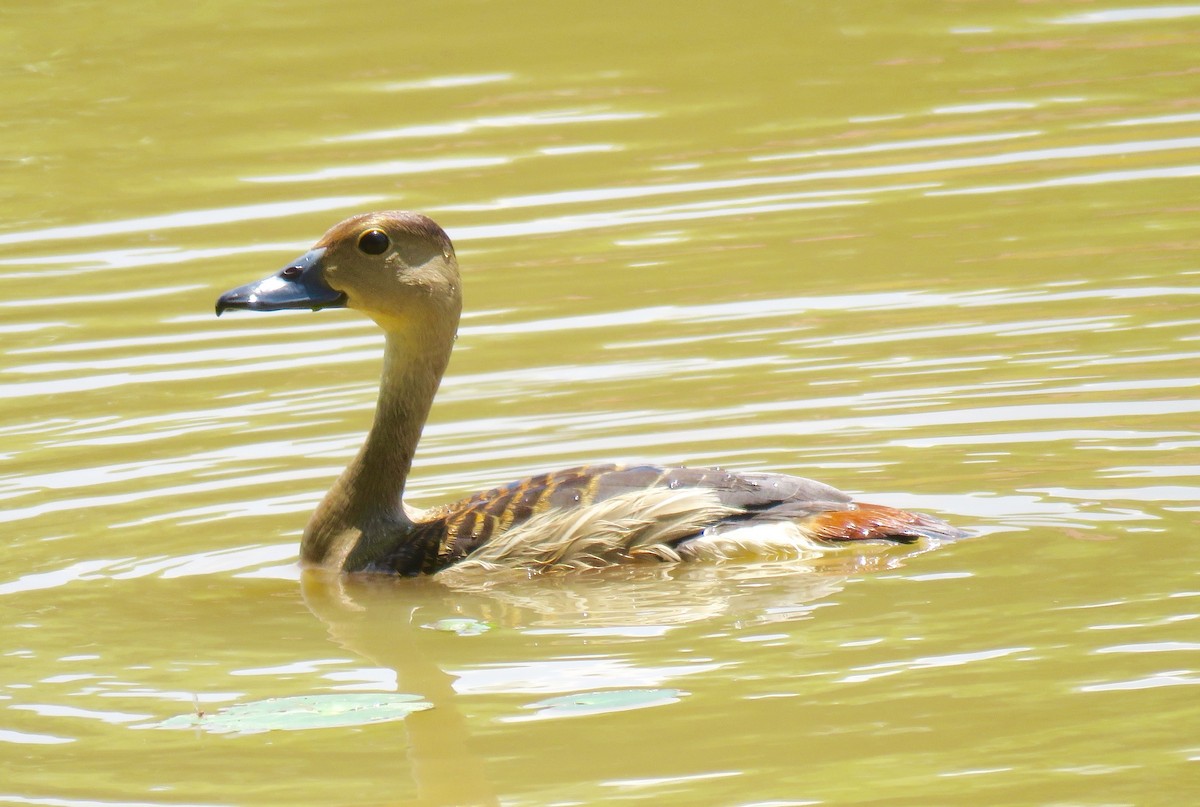 Lesser Whistling-Duck - ML64590851