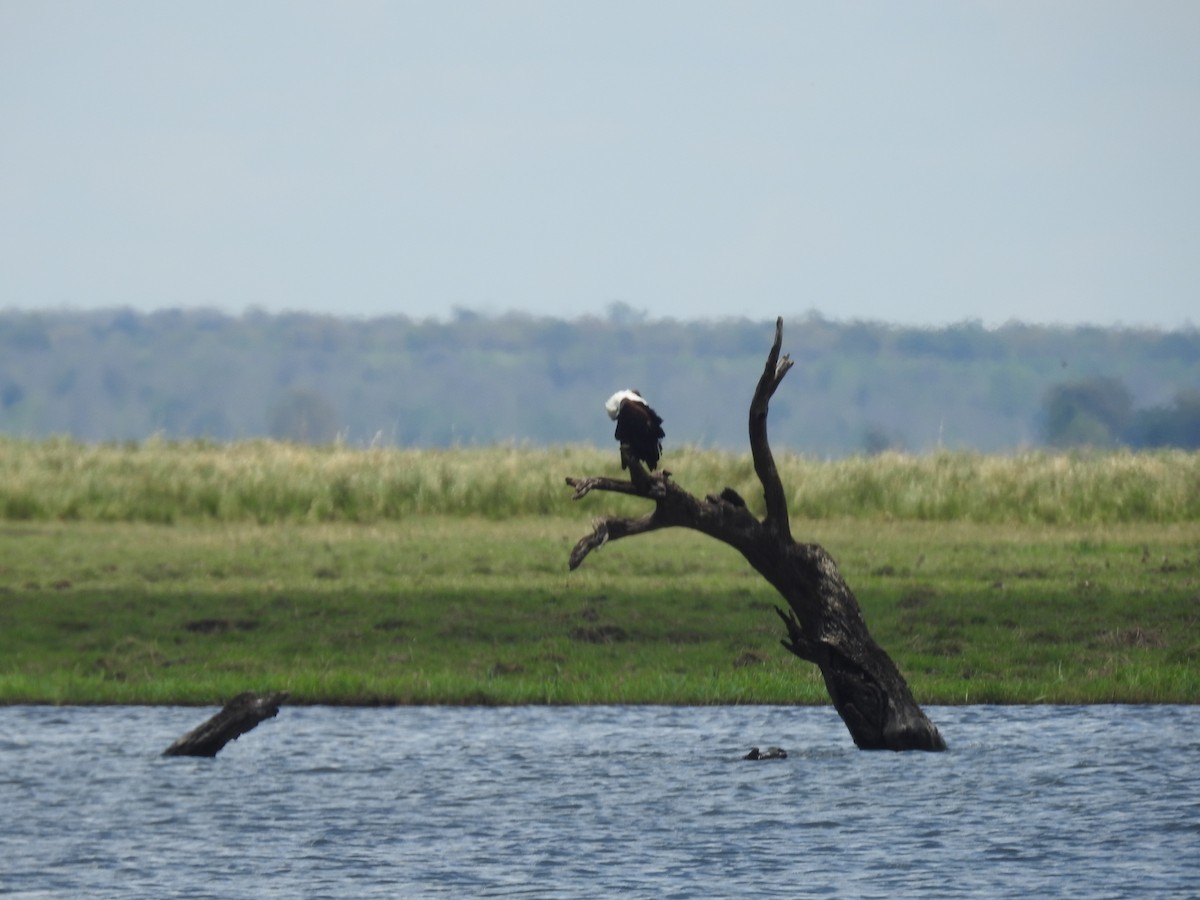 flodørn - ML645908516