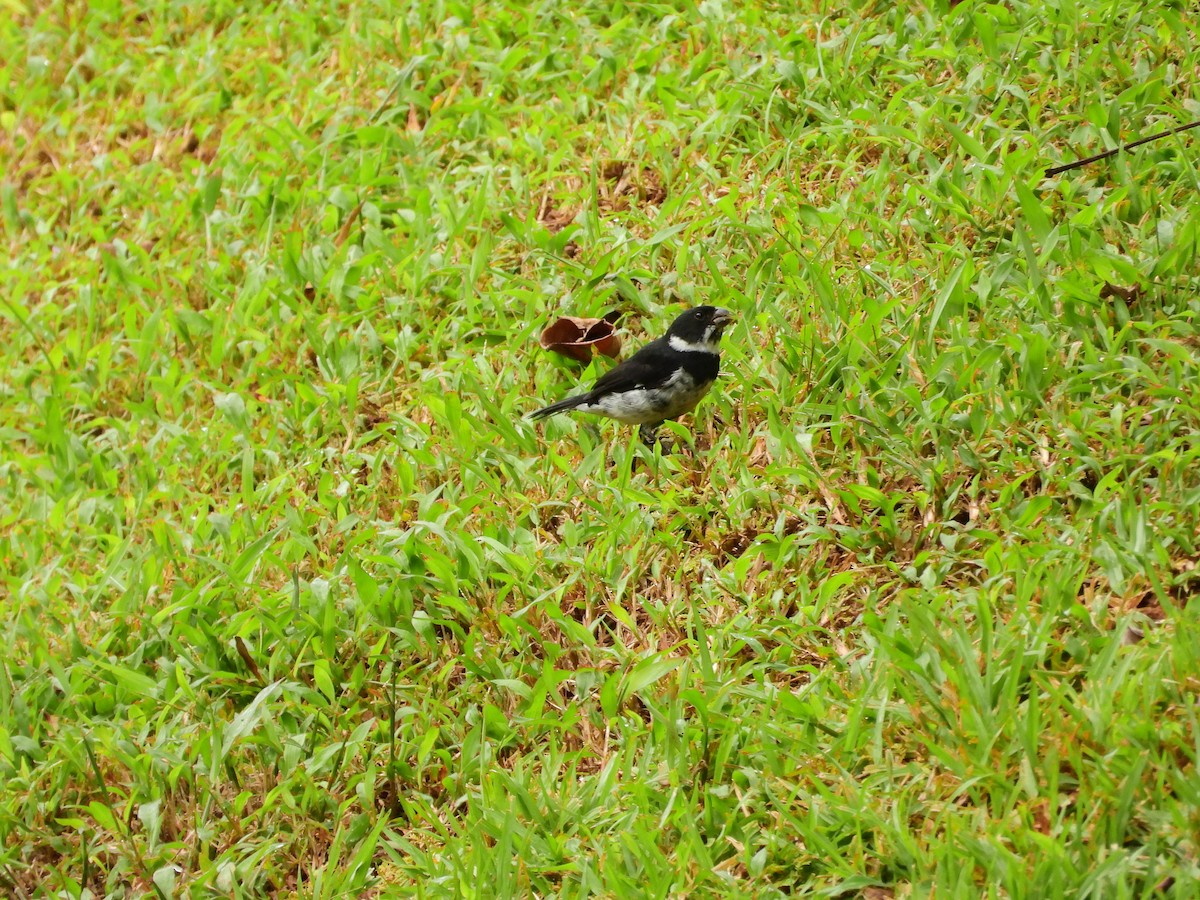 Variable Seedeater - ML645908518