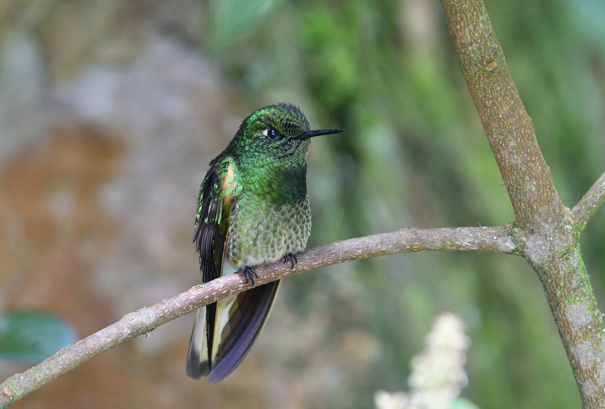 Buff-tailed Coronet - ML645908520