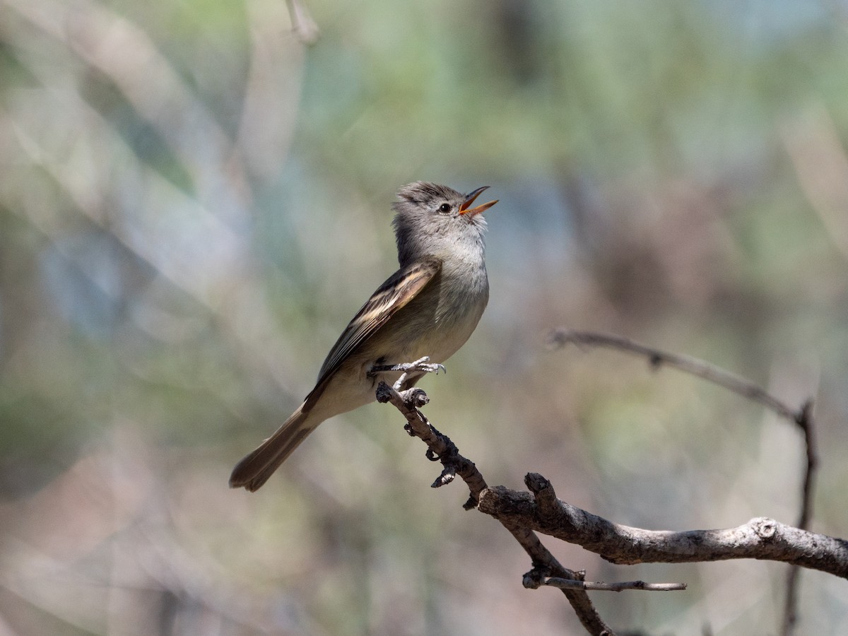 Southern Beardless-Tyrannulet - ML645908529