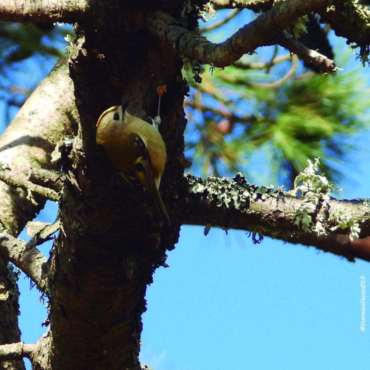 Шар мэлзэн задуулай - ML645908531